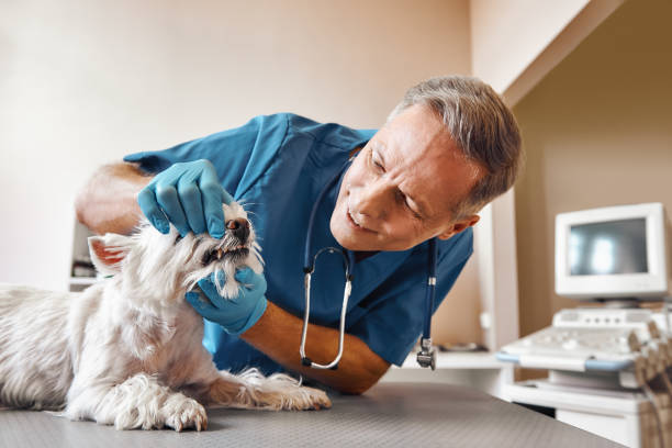 Best Emergency Treatment for Dental Infections or Abscesses in Alamo, TX